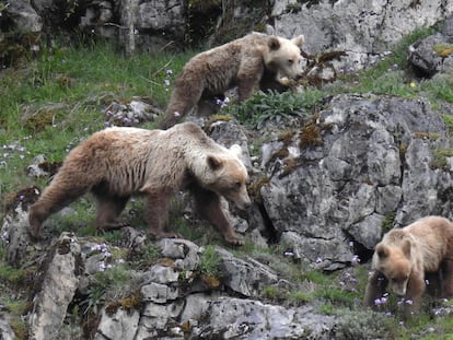 Tras las huellas del oso pardo