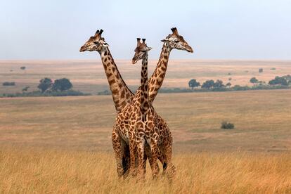 Las jirafas, uno de los principales atractivos para los visitantes de la reserva.