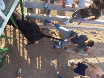 Celebración de un correbous en L'Ampolla, Tarragona.