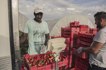 Un operario pesa cajas de fresas.