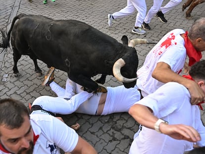 Un toro pisa a un corredor durante el séptimo encierro de los sanfermines.