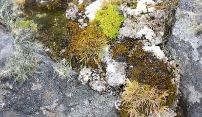 Detalle de una cubierta de líquenes en la que también han prosperado las dos únicas plantas presentes en la Antártida.