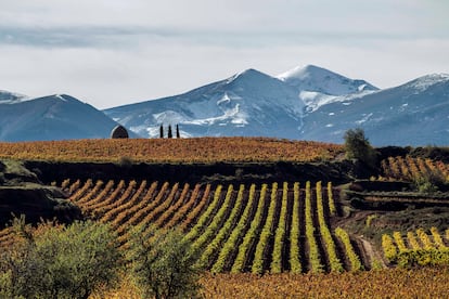 Viñedo en Badarán con el San Lorenzo nevado al fondo.