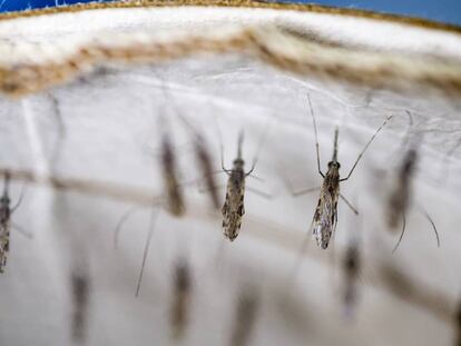 Mosquitos Anopheles en un laboratorio de investigación en Kenia.