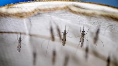 Ejemplares de mosquitos 'Anopheles gambiae' en un laboratorio de investigación africano.