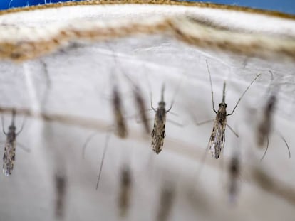 Ejemplares de mosquitos 'Anopheles gambiae' en un laboratorio de investigación africano.