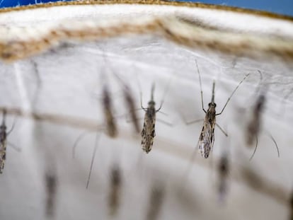 Ejemplares de mosquitos 'Anopheles gambiae', en un laboratorio de investigación africano.