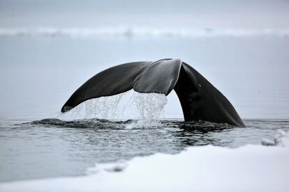La ballena de Groenlandia es el mamífero más longevo que se conoce.