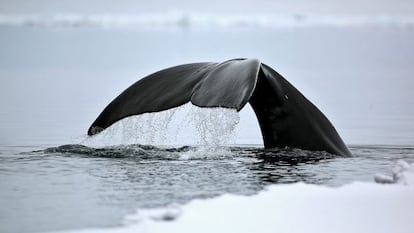 La ballena de Groenlandia es el mam&iacute;fero m&aacute;s longevo que se conoce.