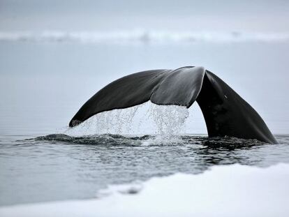 La ballena de Groenlandia es el mam&iacute;fero m&aacute;s longevo que se conoce.