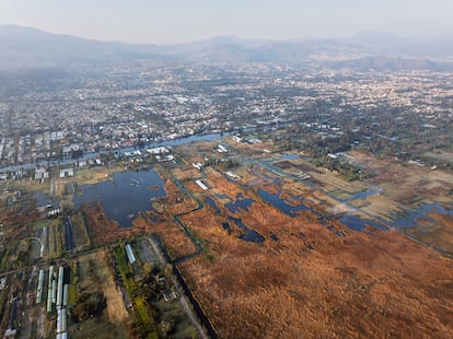 The Xochimilco wetland, located in the south of the Mexican capital, is the amphibians’ natural habitat.