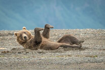 Este oso pardo del lago Clarke, en Alaska, parece sorprendido en mitad de un divertido movimiento de danza. "El mundo está experimentando una agitación sin precedentes, pero lo que más brilla en esta época de penumbra es el impacto positivo en el clima que nuestro confinamiento autoimpuesto ha obrado", apunta Tom Sullam en un comunicado.