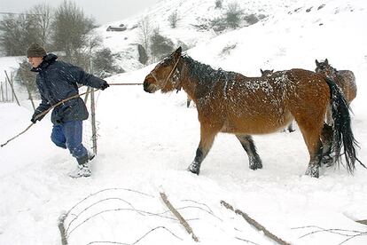 Un ganador dirije sus yeguas hacia los establos en medio del temporal de nieve y frío en la localidad de Lantueno (Cantabria).