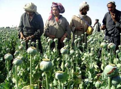 Agricultores afganos en un campo de opio