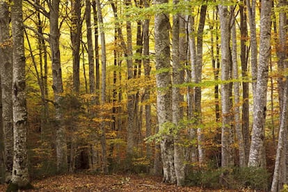Colores del otoño en el bosque del Betato en Piedrafita de Jaca.  Jesús Arranz/ AGE Fotostock