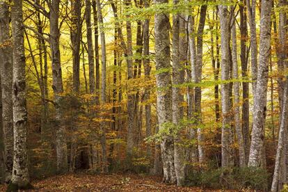Colores del otoño en el bosque del Betato en Piedrafita de Jaca. Jesús Arranz/ AGE Fotostock
