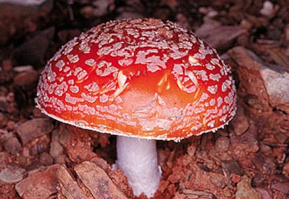 Ejemplar de <i>Amanita muscaria.</i>