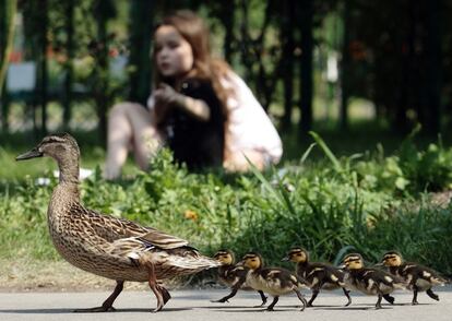 Una madre pata camina junto a sus pochuelos en un parque público de Viena, el 12 de junio de 2014.