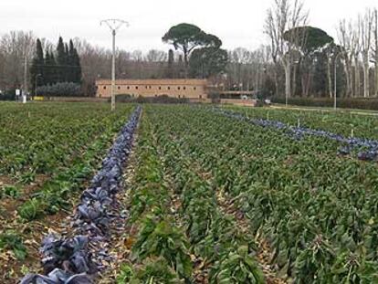 Campo de coles en El Rebollo, una de las huertas históricas de Aranjuez.