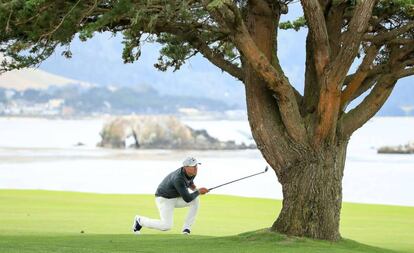 Koepka golpea junto a un árbol.