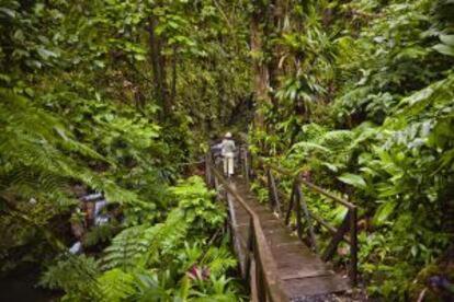 Una turista en la ruta senderista de los Jacko Steps, en la isla de Dominica.