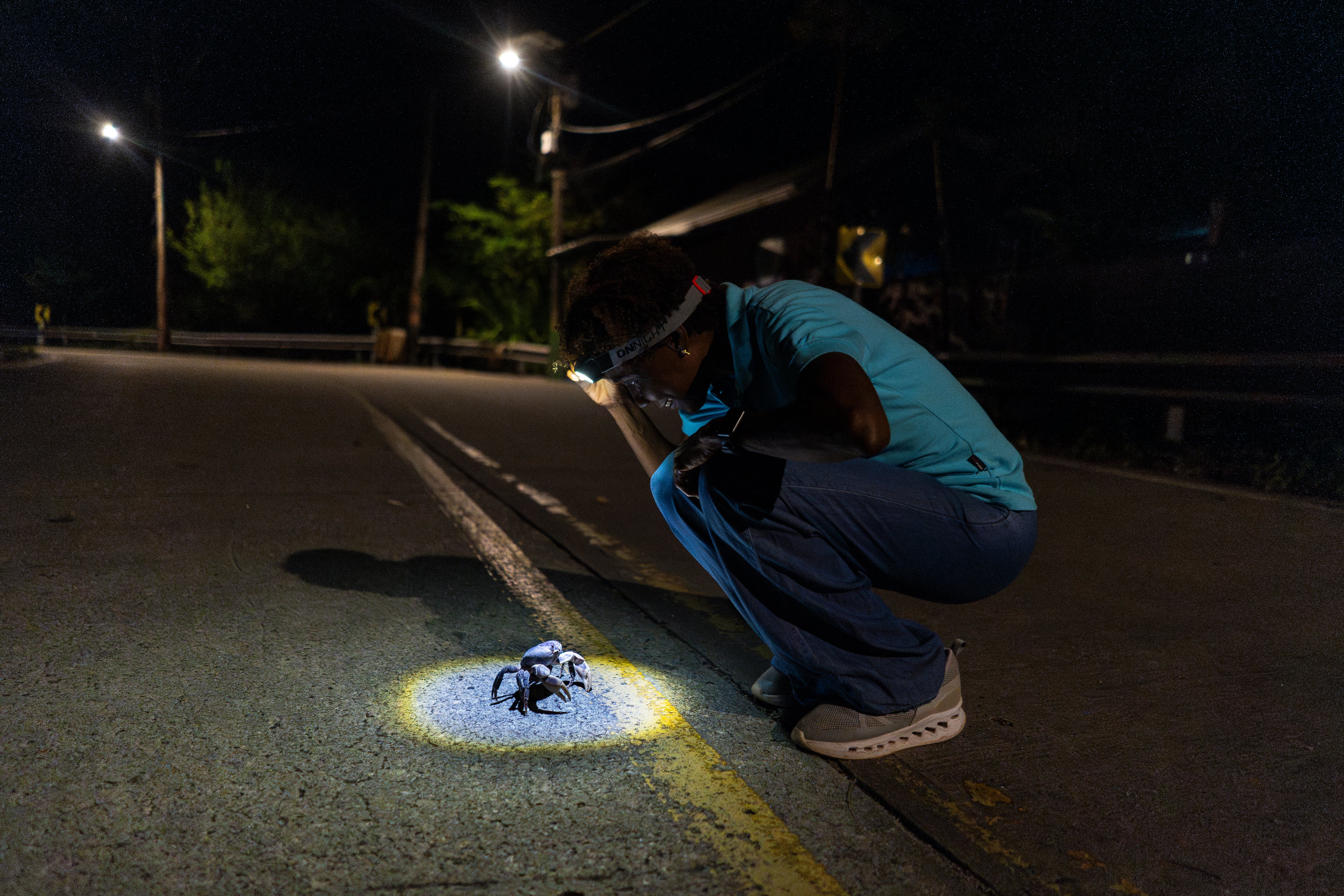 La carrera de obstáculos del cangrejo negro de Providencia p