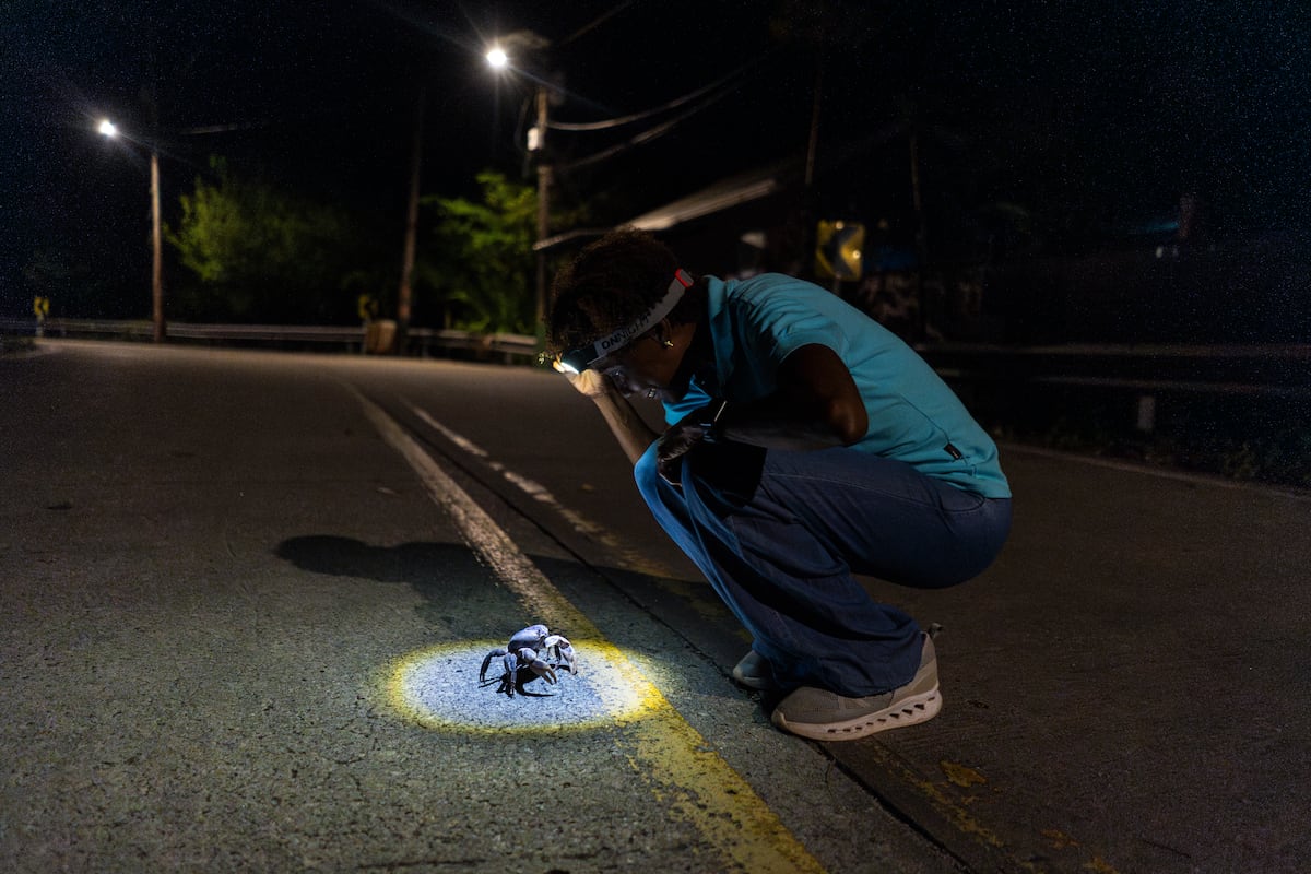 The black crab of Providencia’s obstacle course to spawn and survive