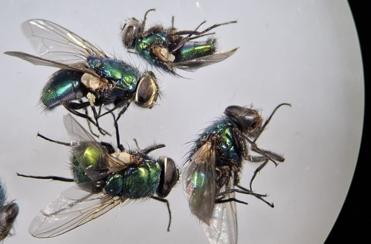 Las moscas que anuncian la muerte: la ciencia sofistica el uso de insectos para resolver crímenes más complejos