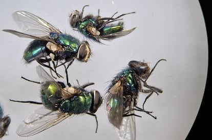 Moscas Calliphoridae muerte