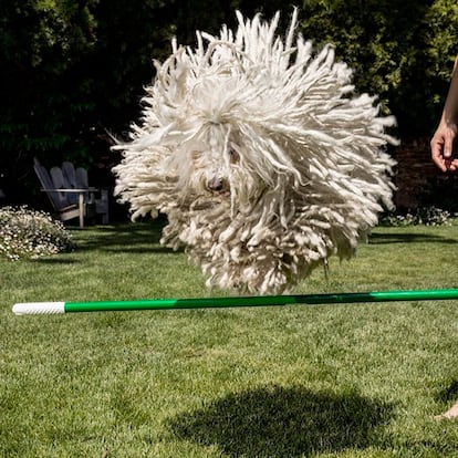 ¿Esta pelota peluda de verdad es un perro? Cuando a Beast le da por saltar por los aires se convierte en un perro bola maravilloso.