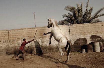 Un hombre doma un caballo durante los primeros días de la invasión. 