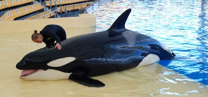 Las orcas realizan tres espectáculos diarios (de unos 25 minutos cada uno en Loro Parque). Saltán, salpican agua, se suben sobre plataformas (como en la foto)...