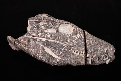 Cráneo del 'Kostensuchus atrox' recuperado de una roca en la formación Chorrillo, al sur de Argentina.