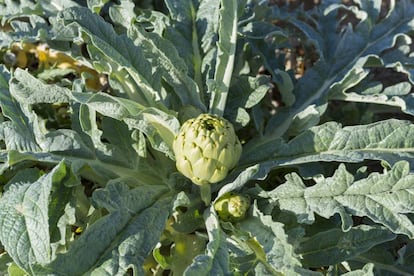 La alcachofa, uno de los productos estrella de Benicarló (Castellón).