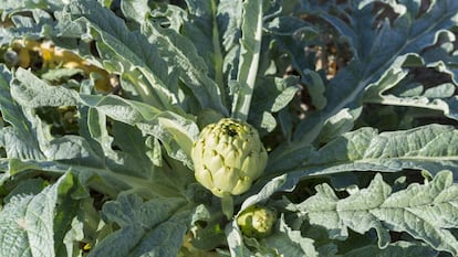 La alcachofa de Benicarló es uno de sus productos estrella, ya que cuenta con denominación de origen.