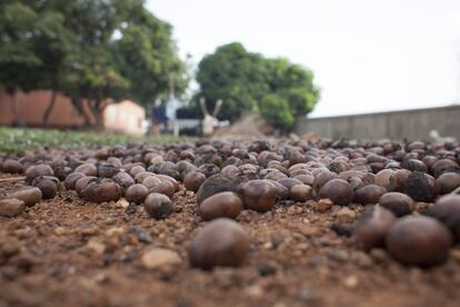 Nueces de karité secando al sol. Su consumo en alimentación se estima en unos 10 kilos por persona y año en África Occidental, según la FAO. Esta nuez posee, además, un beneficio esencial para las mujeres de la zona ya que repercute en su situación económica.