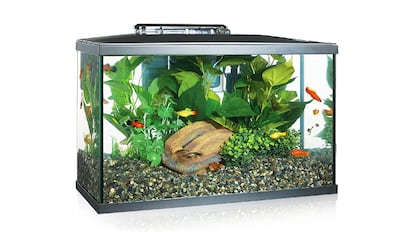 acuarios, acuarios plantados, acuarios pequeños, acuario amazon, pecera pequeña, comprar acuario, ¿cómo mantener un acuario en casa?, acuarios para principiantes, peces para acuarios, bricor acuarios, ¿qué necesito para empezar un acuario?, consejos para empezar un acuario, kit acuario principiantes