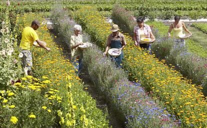 Um grupo de idosos colhe flores na região de Bolzano, Itália. Os italianos são, junto dos islandeses, os europeus mais longevos. ‘The Lancet’ atribui a longevidade italiana ao fato de a dieta ser muito similar entre as diferentes classes sociais.