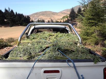 Un coche transporta unos esquejes de cannabis al norte de Marruecos.