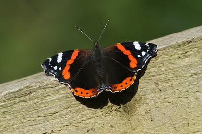  La mariposa 'Vanesa atalanta' se alimenta de las hojas de la parietaria.