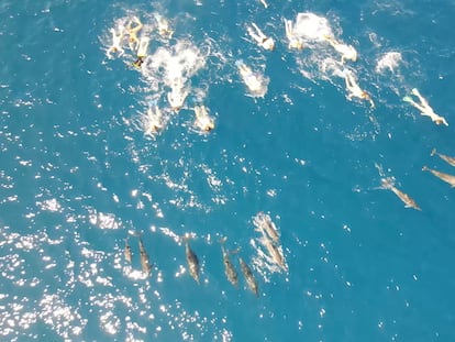Un grupo de nadadores acosa a delfines en Honaunau, en Hawai, esta semana.