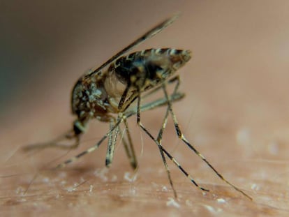 Un mosquito sobre el brazo de un hombre.