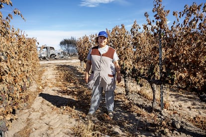 Josefa, agricultora cuyos viñedos han sido afectados por el incendio de Oimbra, Ourense.