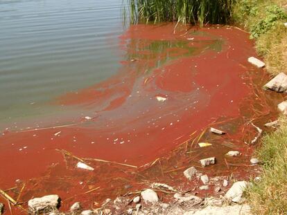 El líquido rojizo que ensucia el lago de Butarque, en Leganés, donde se practica la pesca.