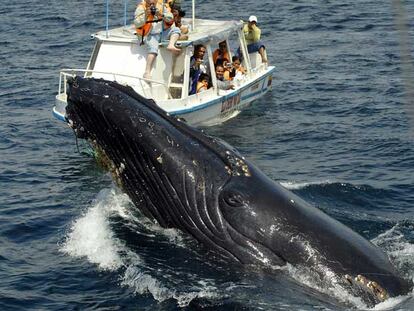 Una ballena jorobada ante un barco de turistas en Ecuador.