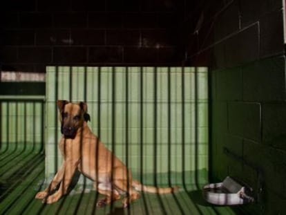 Convicted animal abusers face three months to a year in prison.