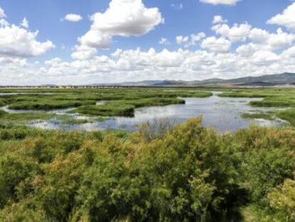 El Parque Nacional de las Tablas de Daimiel el pasado junio.