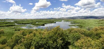 El Parque Nacional de las Tablas de Daimiel el pasado junio.