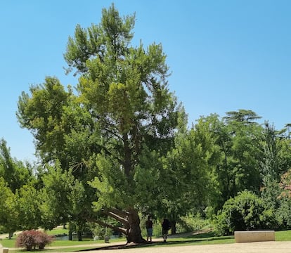 Un ginkgo octogenario en el Parque del Oeste de Madrid cobija a dos amigas con su sombra.