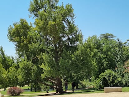 Un ginkgo octogenario en el Parque del Oeste de Madrid cobija a dos amigas con su sombra.